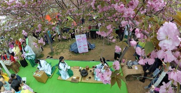 《樱花树下茶溢香》姚秀堂15639200668QQ369007616