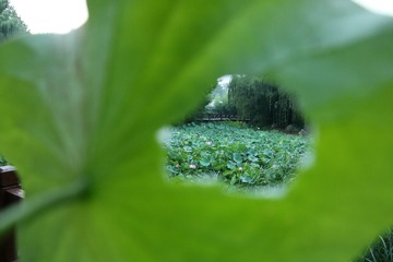 IMG_5049_dh