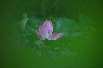 IMG_5036_dh