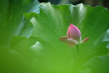 IMG_5010_dh