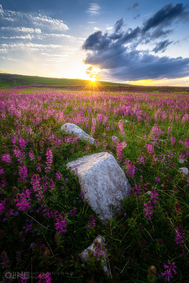 青海湖畔的一片花海