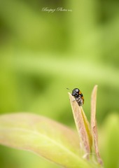 _DSC9221.jpg