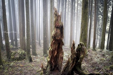 _DSC0171.jpg