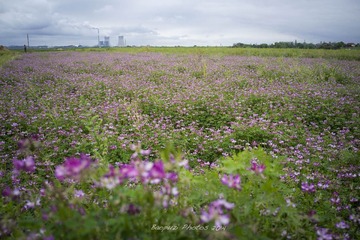 _DSC2740