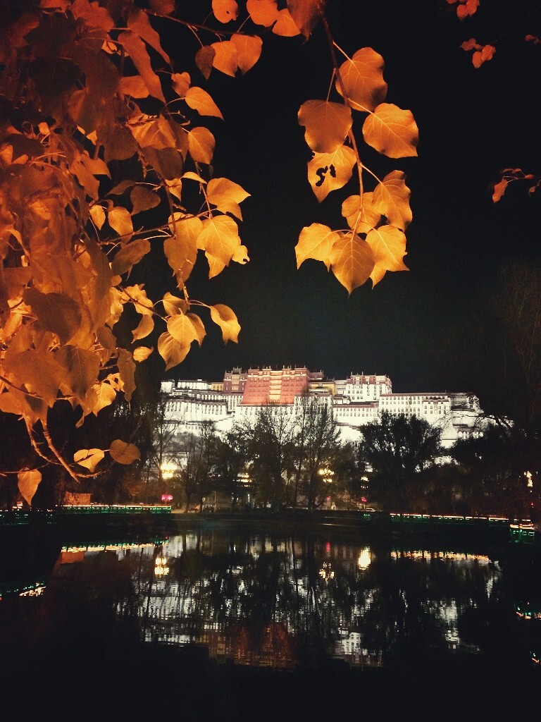 11月，西藏布达拉宫前泛黄的秋叶。