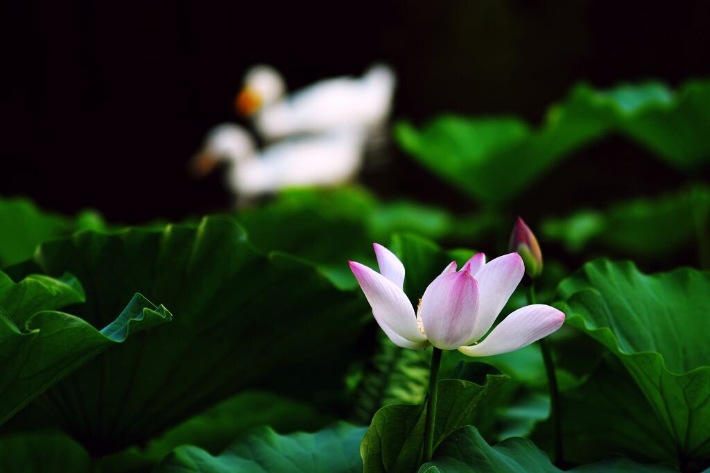莫向荷花深处去，荷花深处有鸳鸯