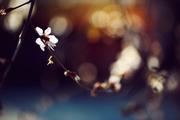 ?樱花啊