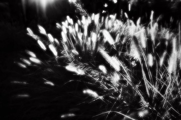 _DSC0001