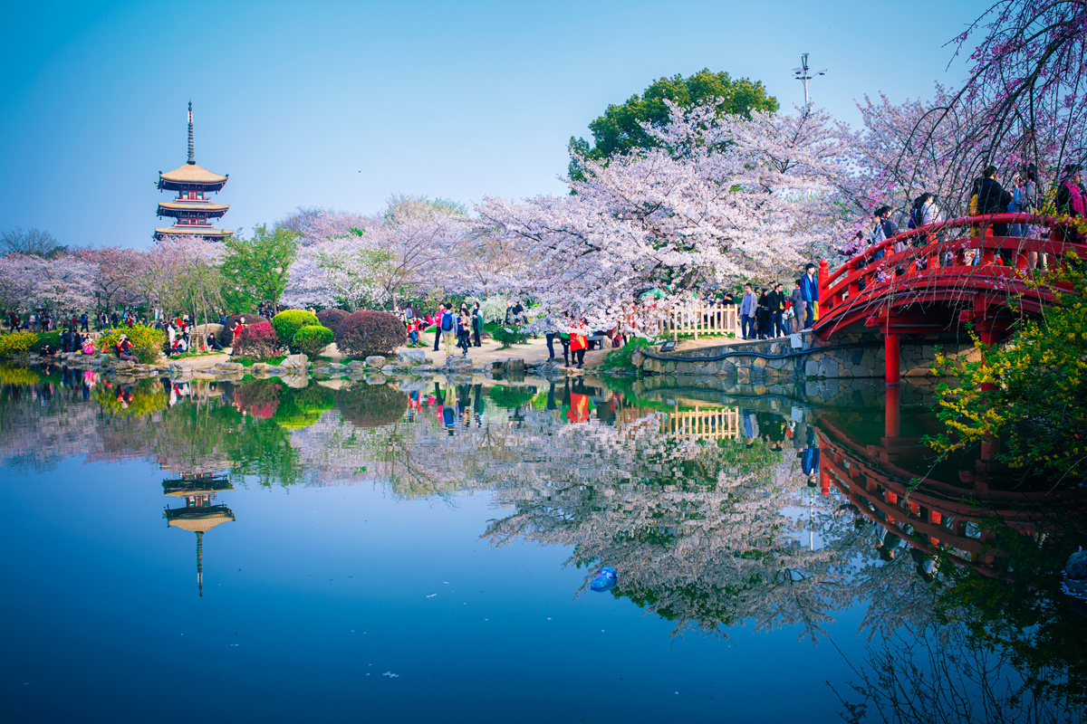 东湖樱花