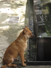 客村20120718 029.JPG