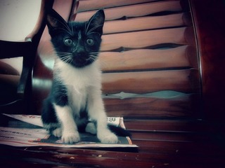 小猫咪 049_副本.jpg