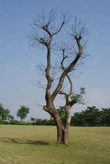 DSC07002.JPG