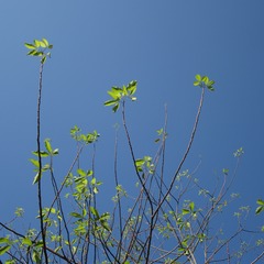 IMG_1099.JPG