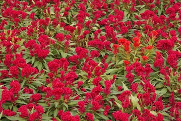 DSC00735.JPG