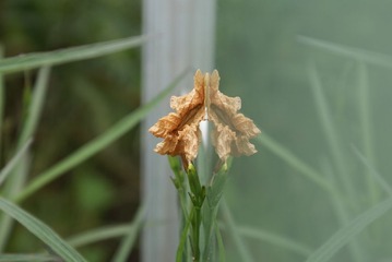DSC09305.JPG