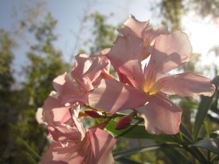 IMG_1319.JPG