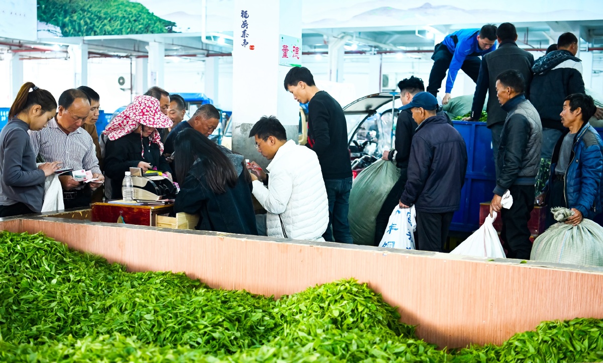 福鼎白茶市场交易红火