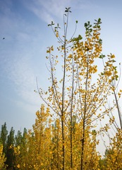 C3067F91-E3E9-4D56-A5CE-DC5534412541