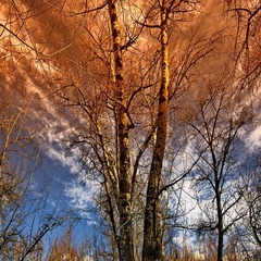 DSC_9334.jpg1.jpg