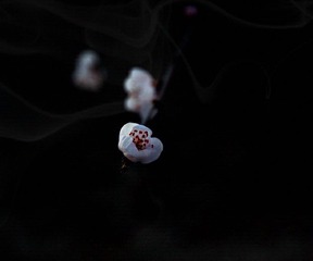 DSC_0421_HZP11.jpg