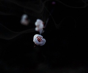 DSC_0421_HZP11.jpg