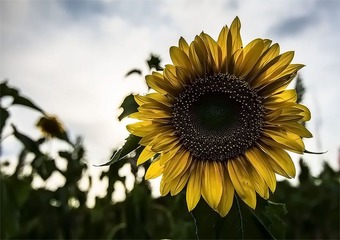 “_DSC8675”为智能对象-1.jpg