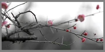 8A887998-249A-4741-BF0A-4C9D9763B400/L0/001