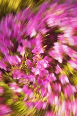 2526