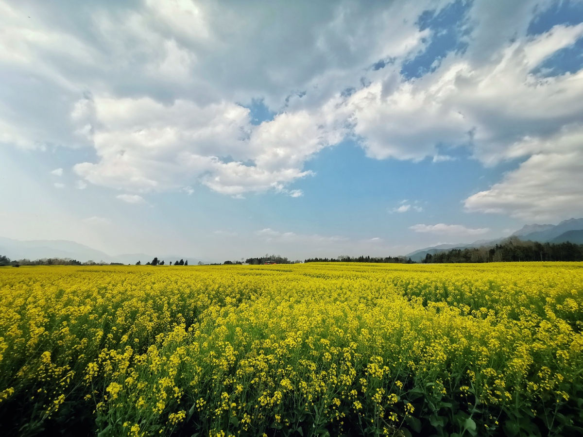 腾冲界头镇万亩油菜花海