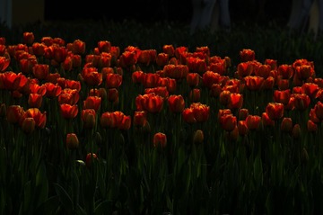 DSC_0439.jpg