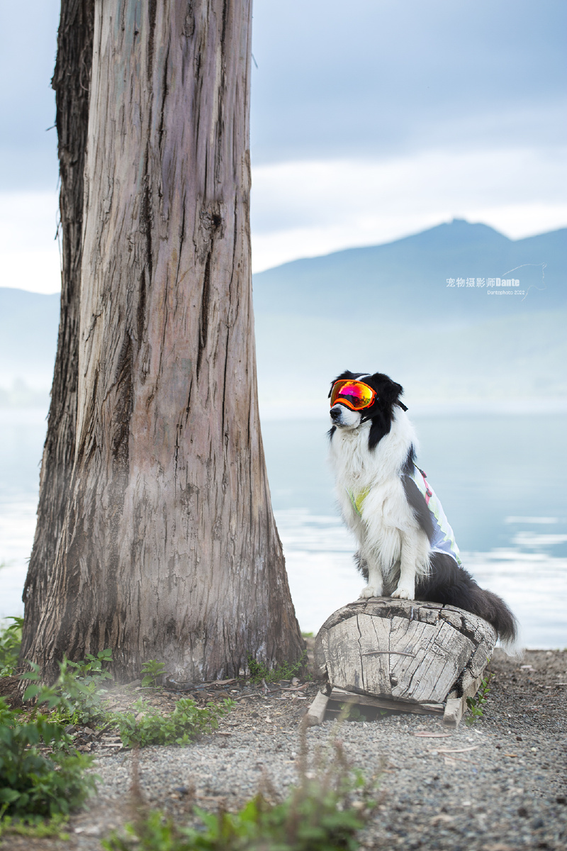 「#狗」 「#宠物摄影」 「#萌宠」 「#边牧」 - 宠物摄影师dante