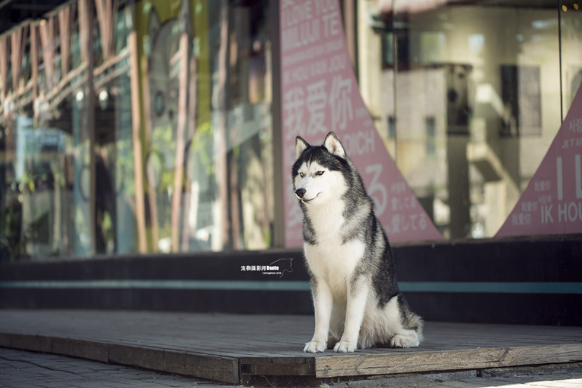 798拍摄网红哈士奇