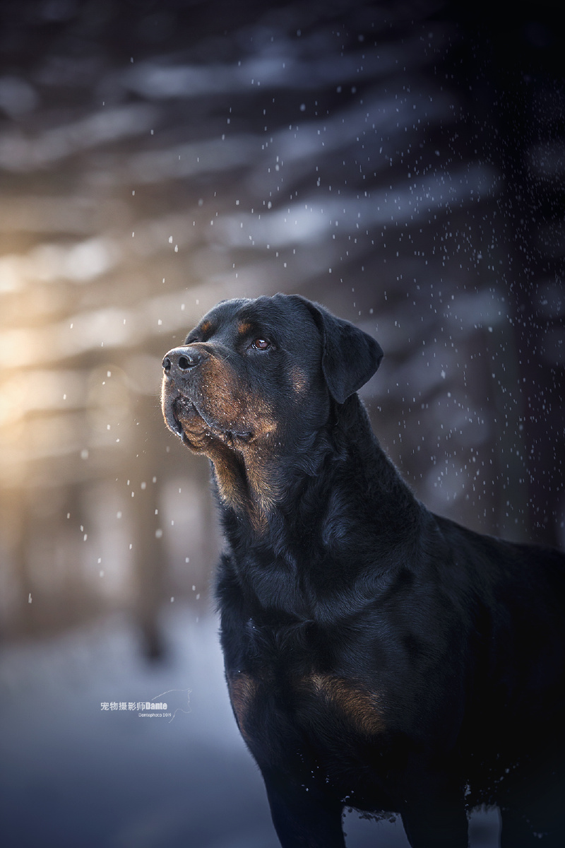 宠物摄影师dante - 图虫
