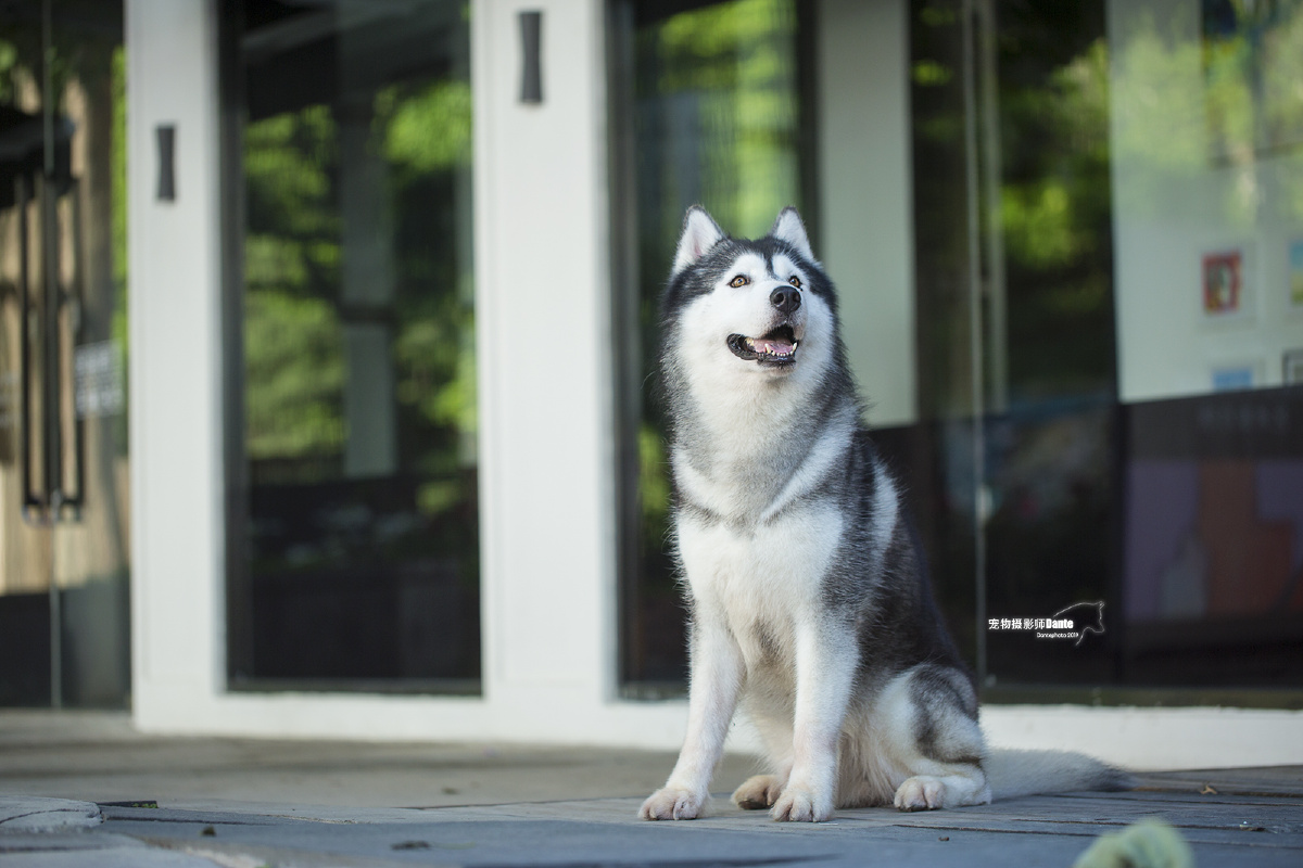 798拍摄网红哈士奇