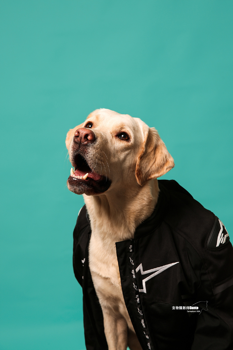 百变- 宠物摄影师dante