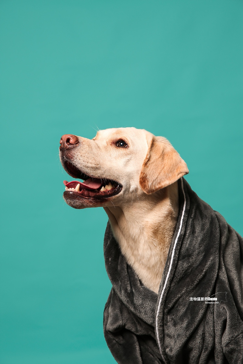 百变- 宠物摄影师dante