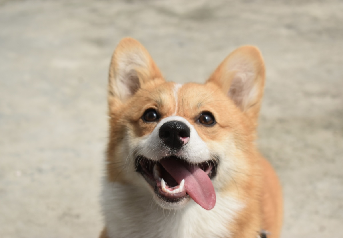 柯基- 浮光声色 - 图虫