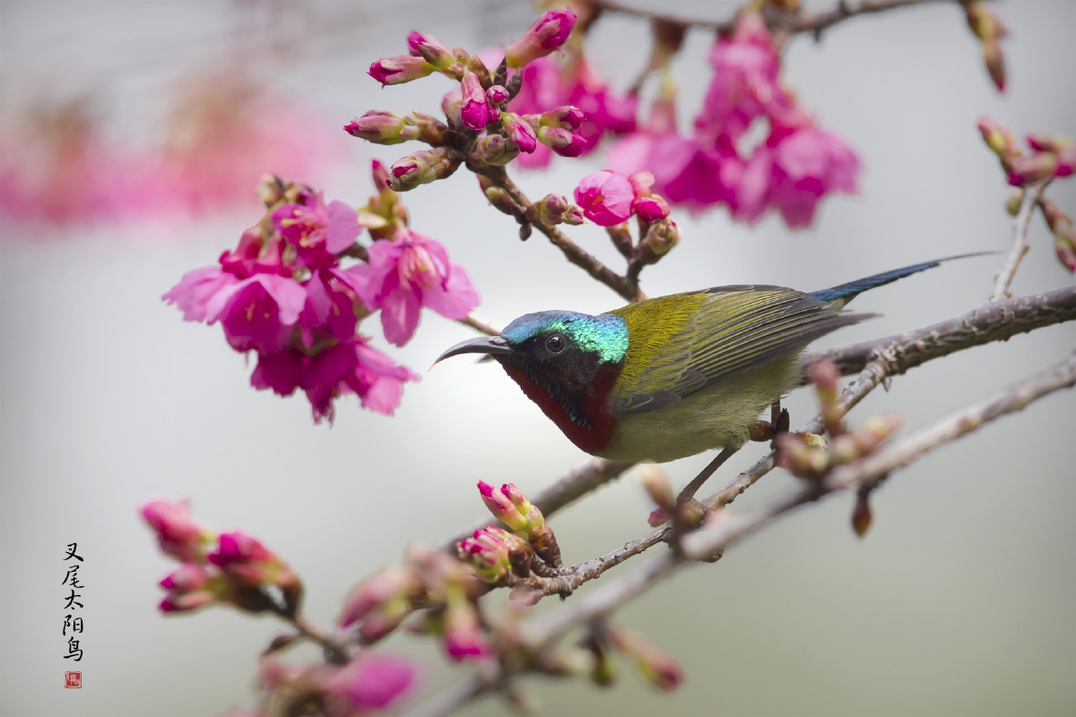 叉尾太阳鸟吉祥鸟拍鸟人的真爱来