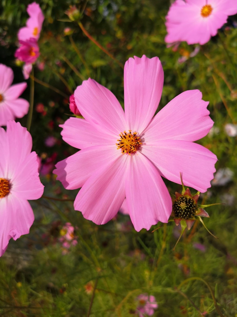 生活怎能没有花和草