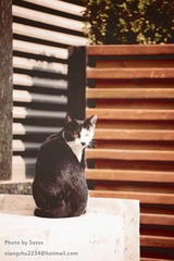 DSC_9154ssss.jpg