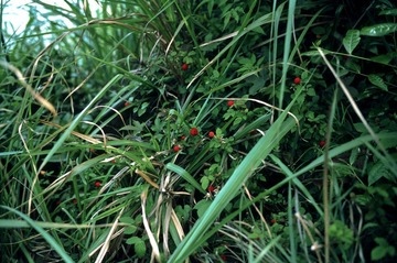 DLR_Scan2_121112_18.jpg