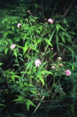 DLR_Scan5_151112_07.jpg