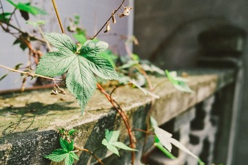 DSCF8036.JPG
