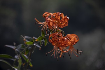 3091761