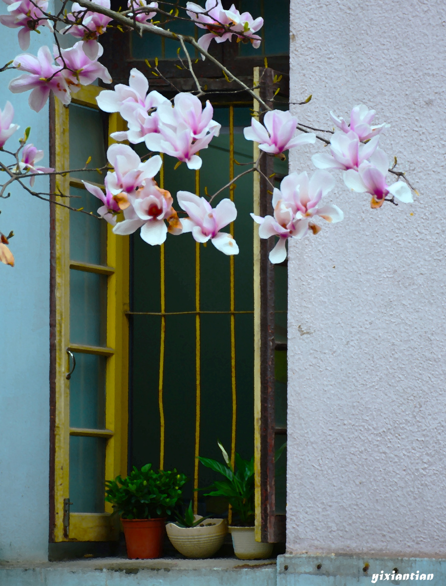 粉色的玉兰正对着窗边开放,值班人员正好将盆栽端出窗外,绿