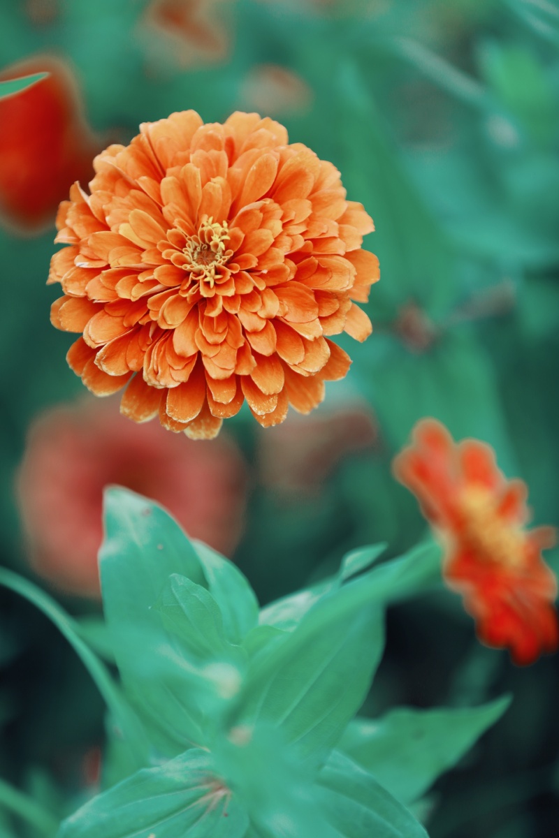 百日菊花语步步高升