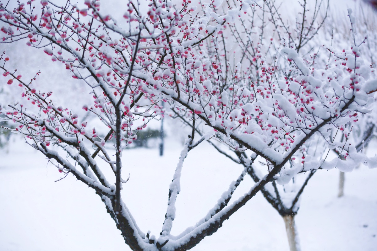 红梅映雪