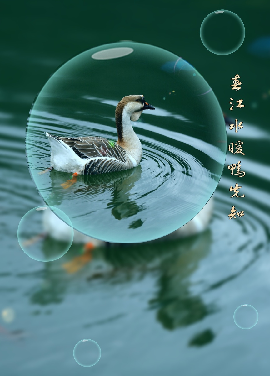 春江水暖鸭先知