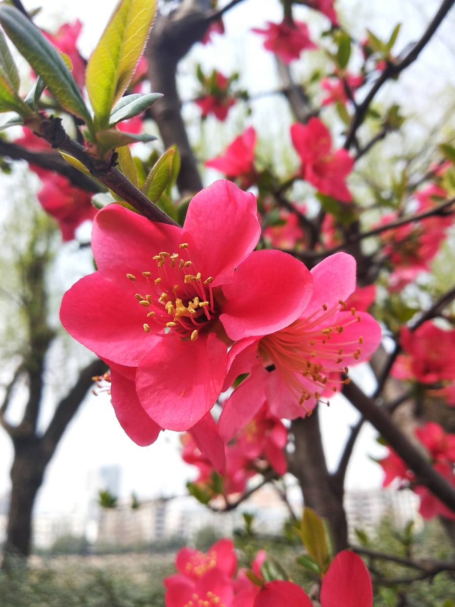广元街景~春意盎然