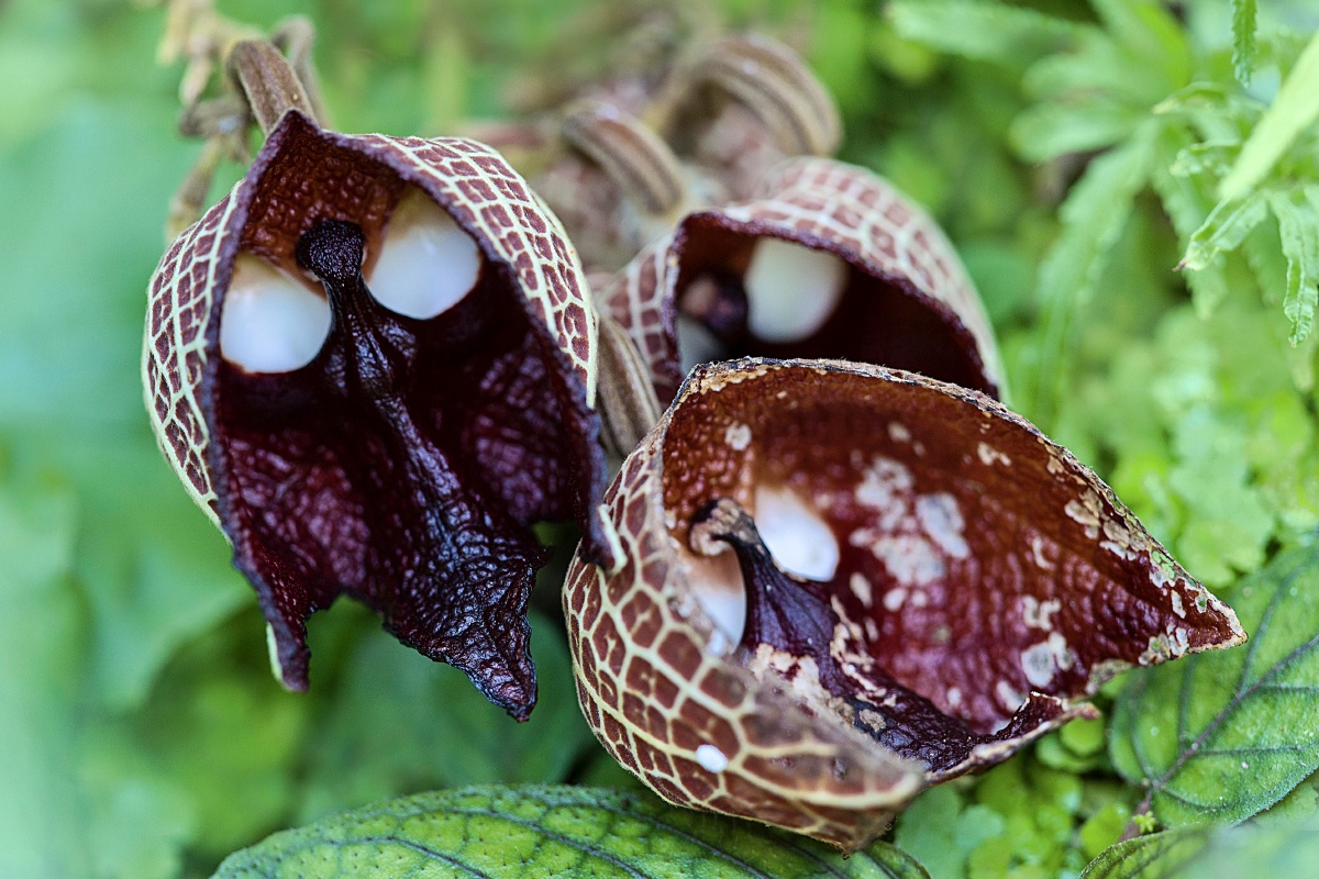 木本马兜铃原产地中美州的萨尔瓦多与其它的马兜铃有全然不同之处兜为